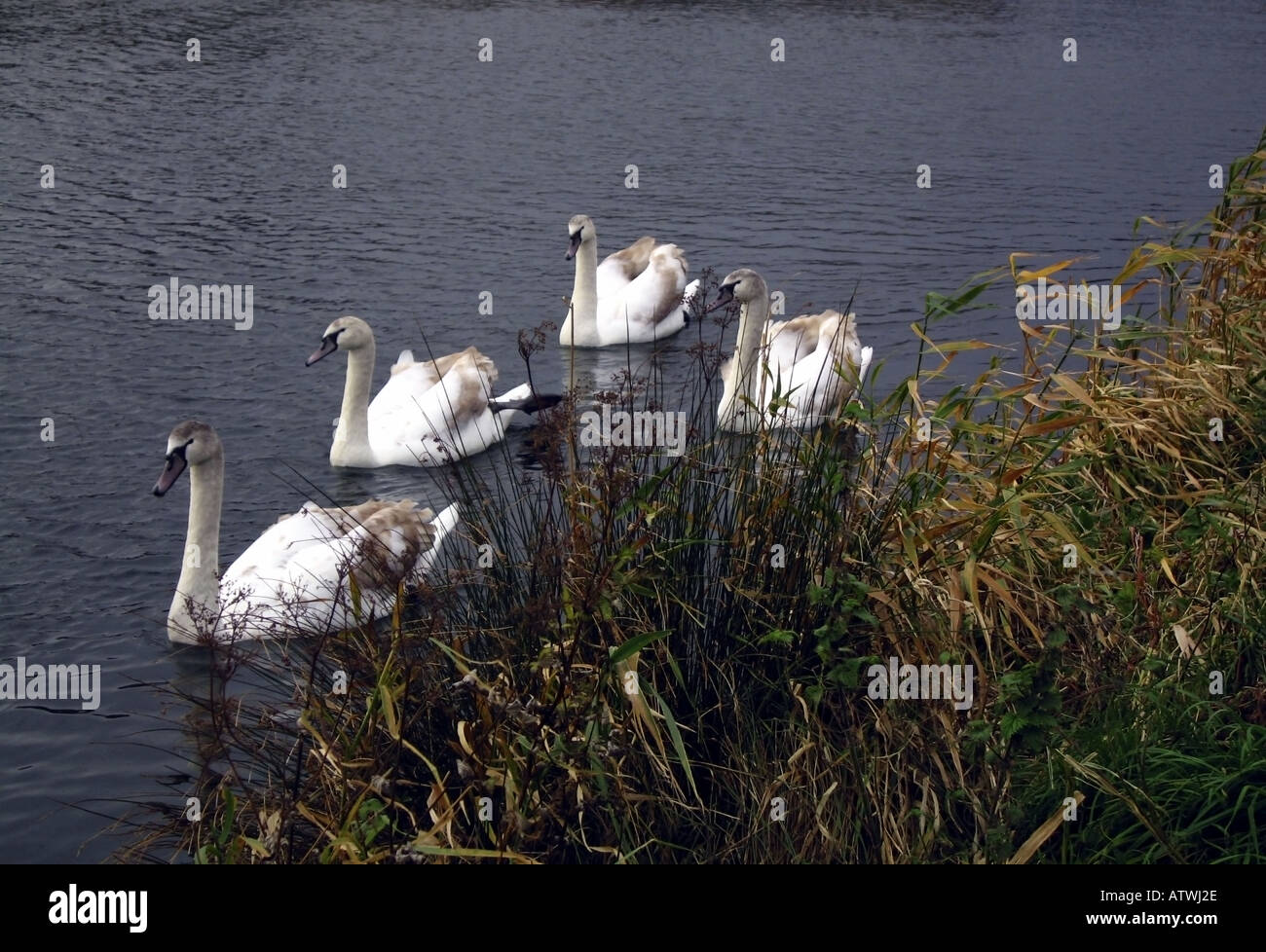 Four Mute Swans on a waterway in Dublin Ireland Stock Photo