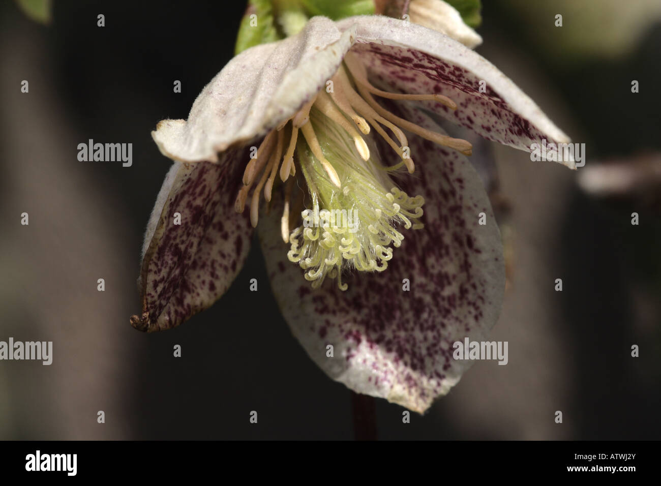 WINTER FLOWERING CLEMATIS (Clematis cirrhosa) Stock Photo
