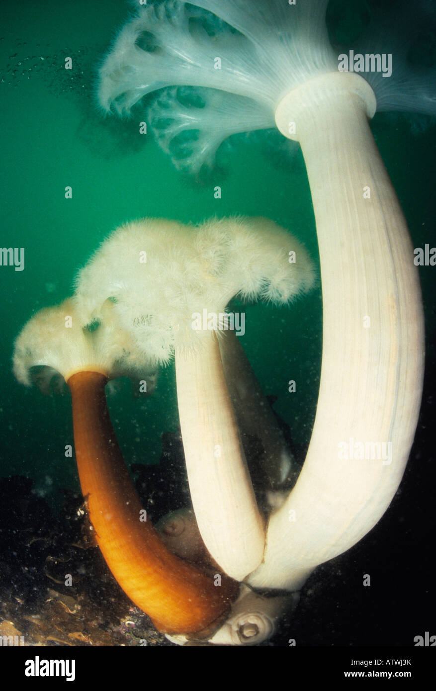 Sea anemone, Metridium senile, under water, Kodiak Alaska Stock Photo