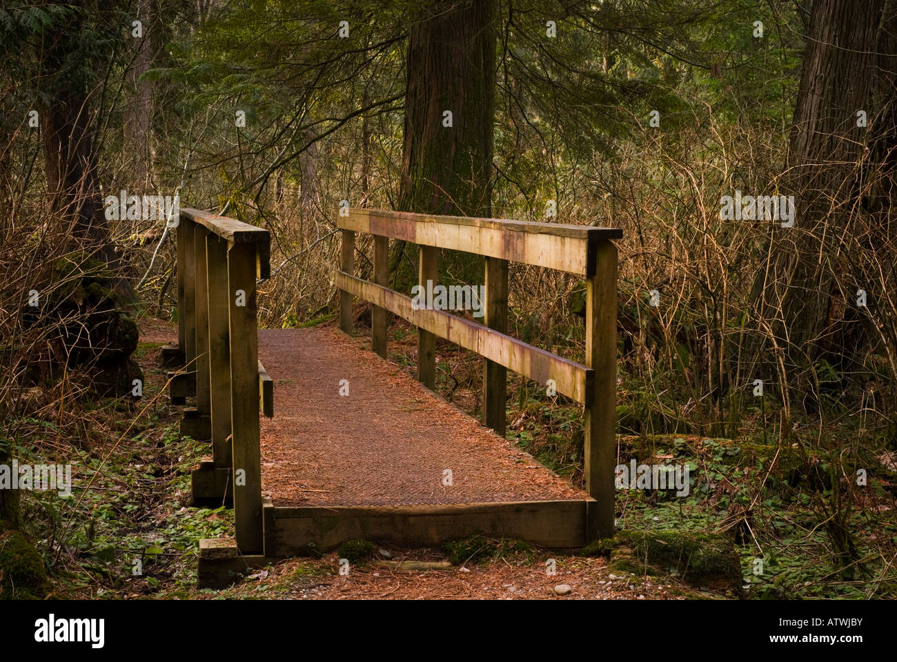 Wooden footbridge along a path through a dense Pacific Northwest forest Stock Photo