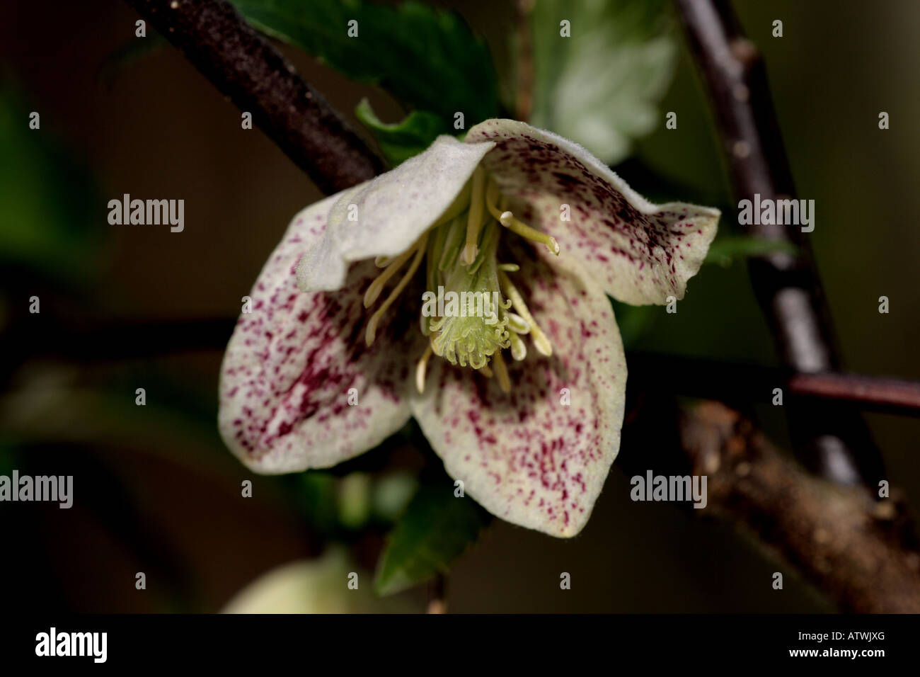 WINTER FLOWERING CLEMATIS (Clematis cirrhosa) Stock Photo