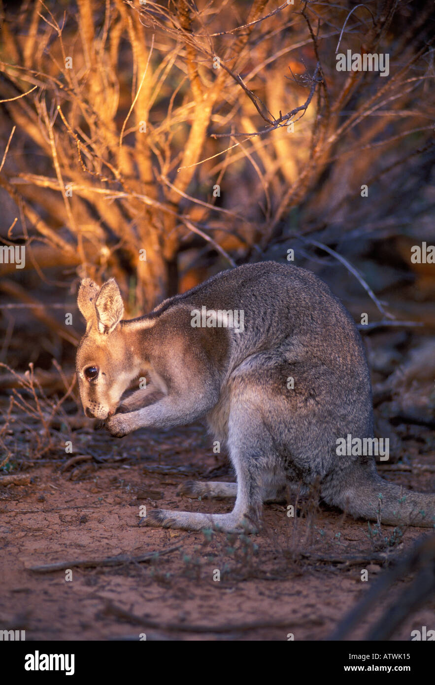 bridled nail tail wallaby onychogalea fraenata photographed in queensland ATWK15
