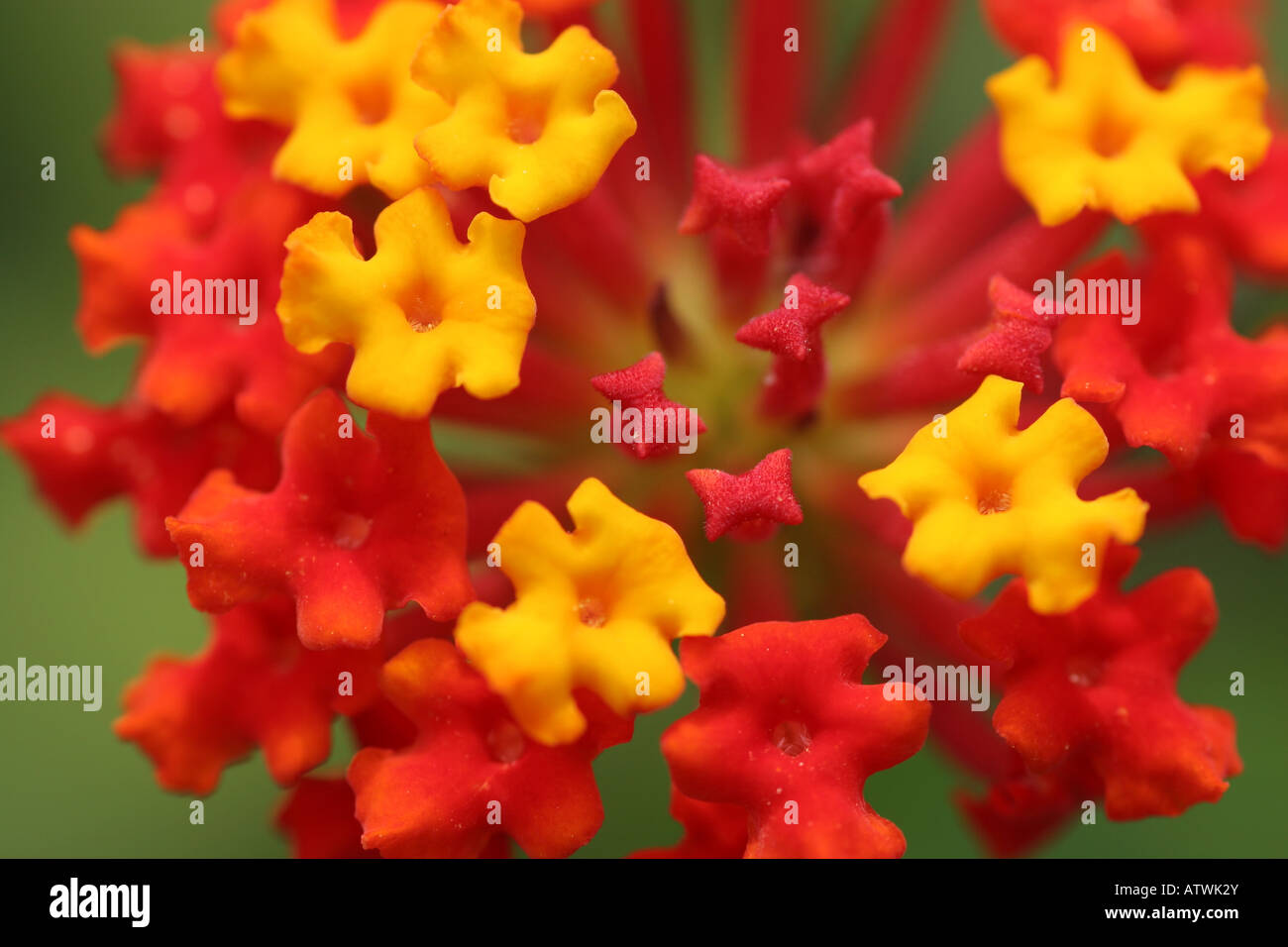Close up of Asclepias curassavica  L macro flower colorful Stock Photo
