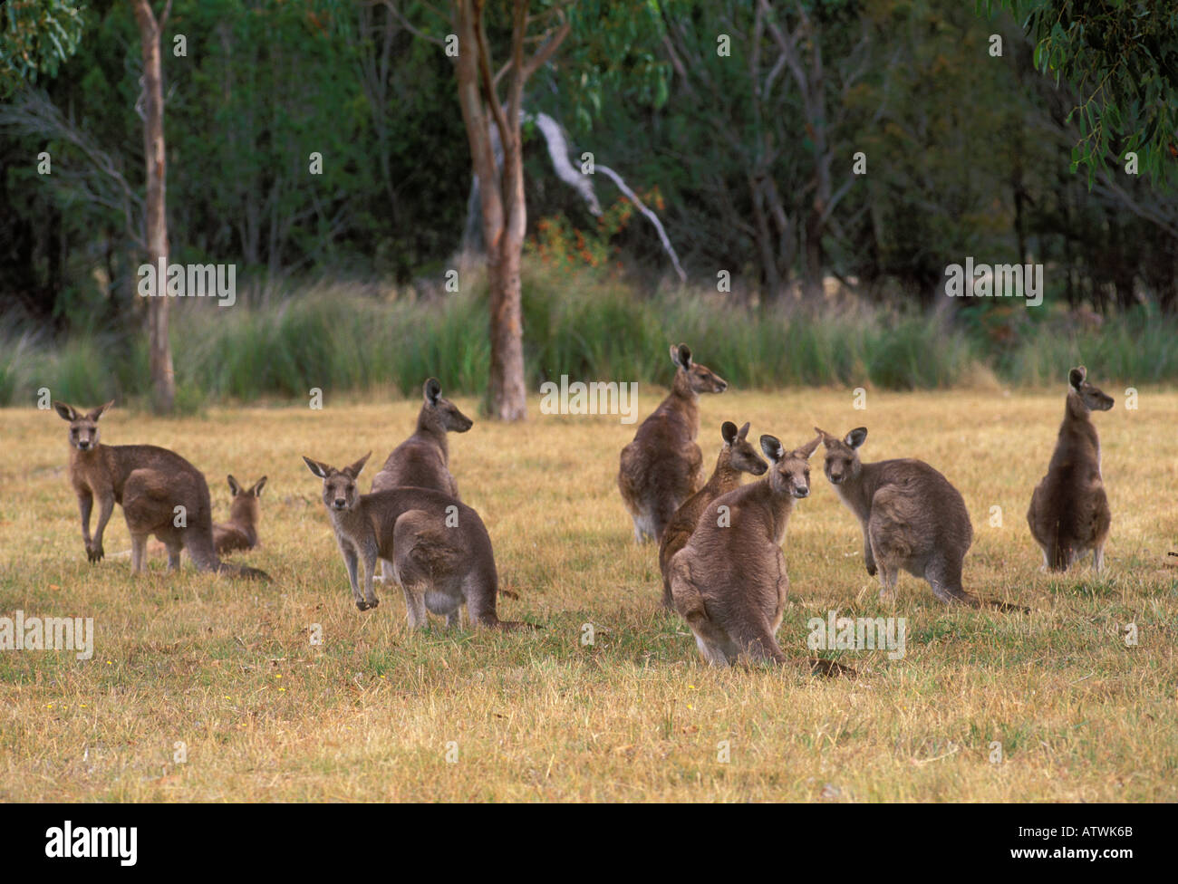 Eastern Grey Kangaroo Forester Macropus giganteus Photographed in Tasmania Australia Stock Photo