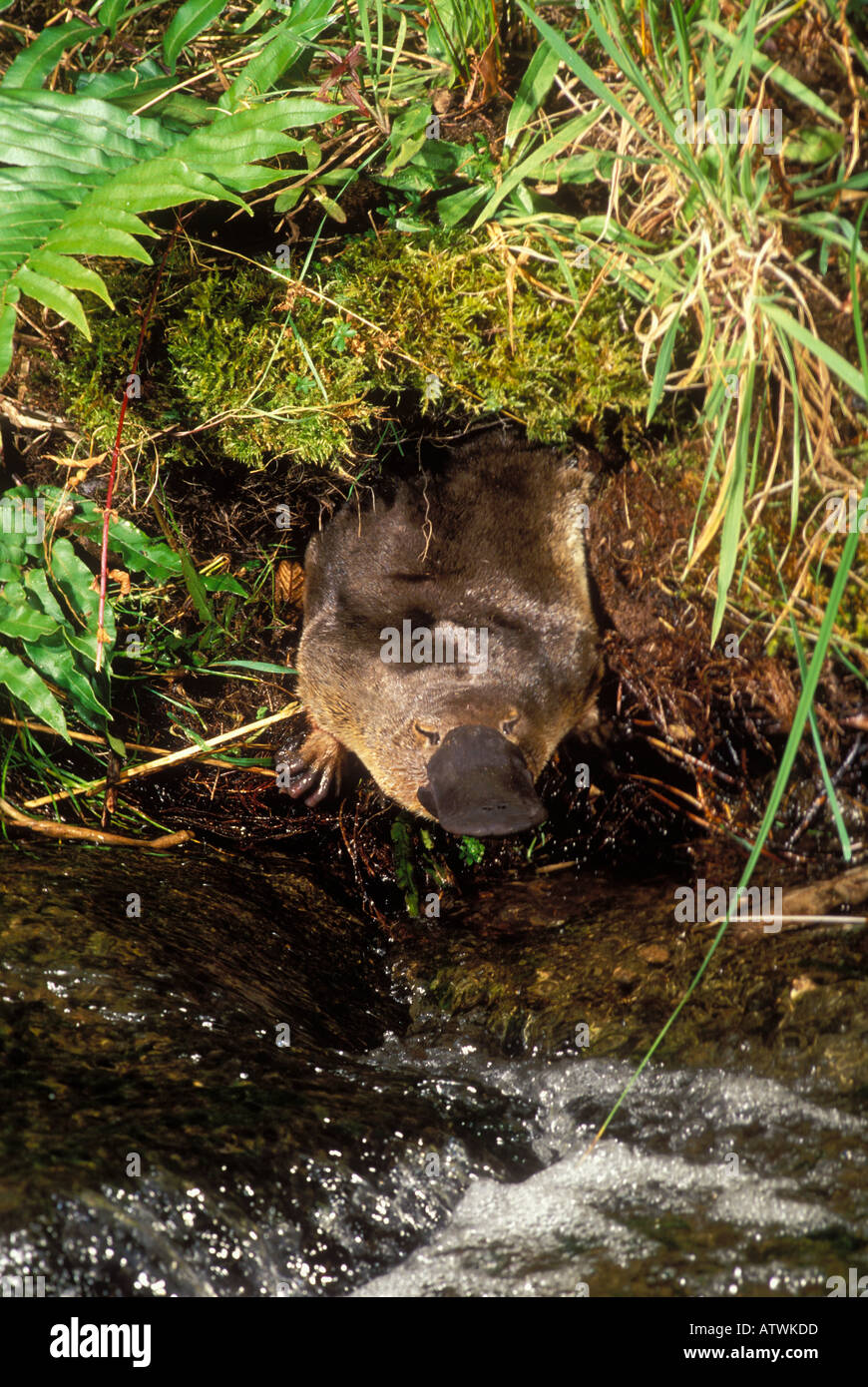 Platypus Ornithorhynchus anatinus Emerging from burrow Stock Photo Alamy