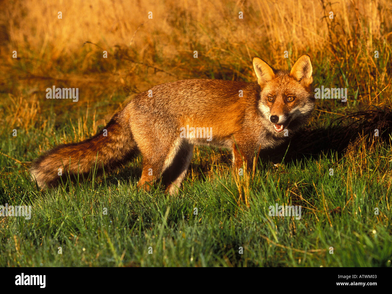 Red Fox Vulpes vulpes Stock Photo