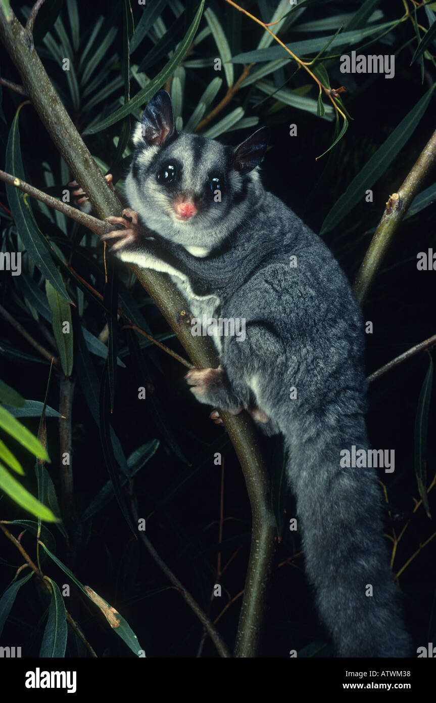 Sugar Glider Petaurus brevicep Photographed in Queensland Australia Stock Photo Alamy