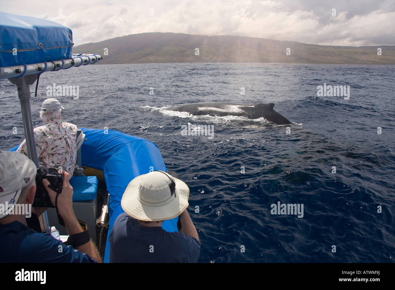 A people on a whale watching boat out of Lahaina, Maui, get a close up look at a humpback whale Megaptera novaeangliae, Hawaii. Stock Photo