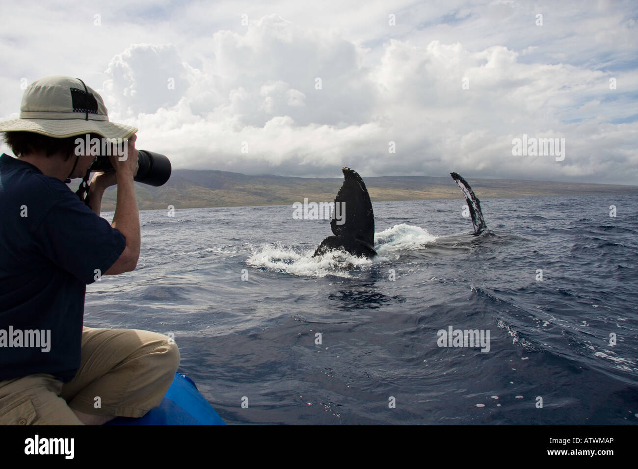 A photographer on a whale watching boat out of Lahaina, Maui, gets a look at a humpback whale, Megaptera novaeanglia, Hawaii. Stock Photo
