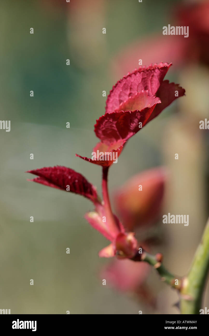 "Newly opening rose leaves Stock Photo Alamy