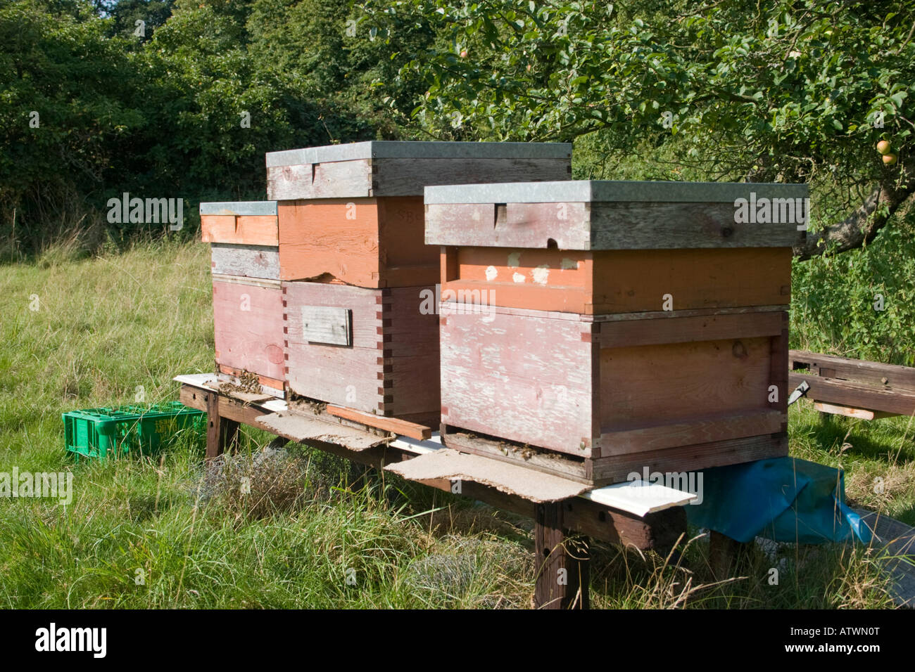 Bee hives in summer orchard Stock Photo Alamy