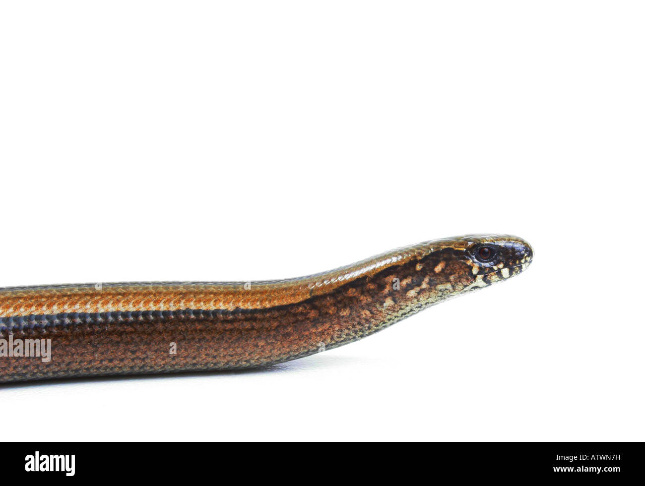 European slow worm blindworm slow worm Anguis fragilis portrait Stock ...