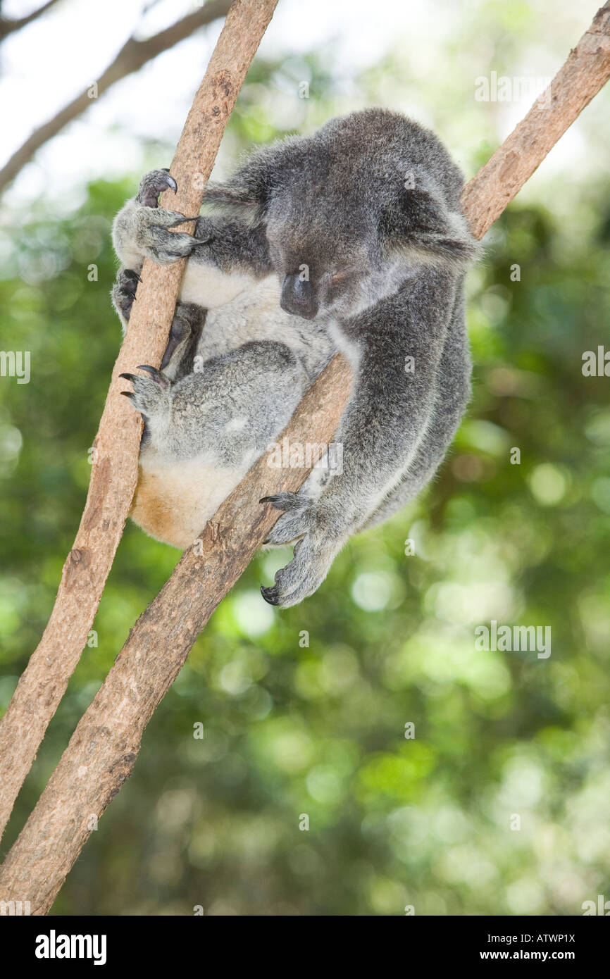 Australian koala on branch hi-res stock photography and images - Alamy