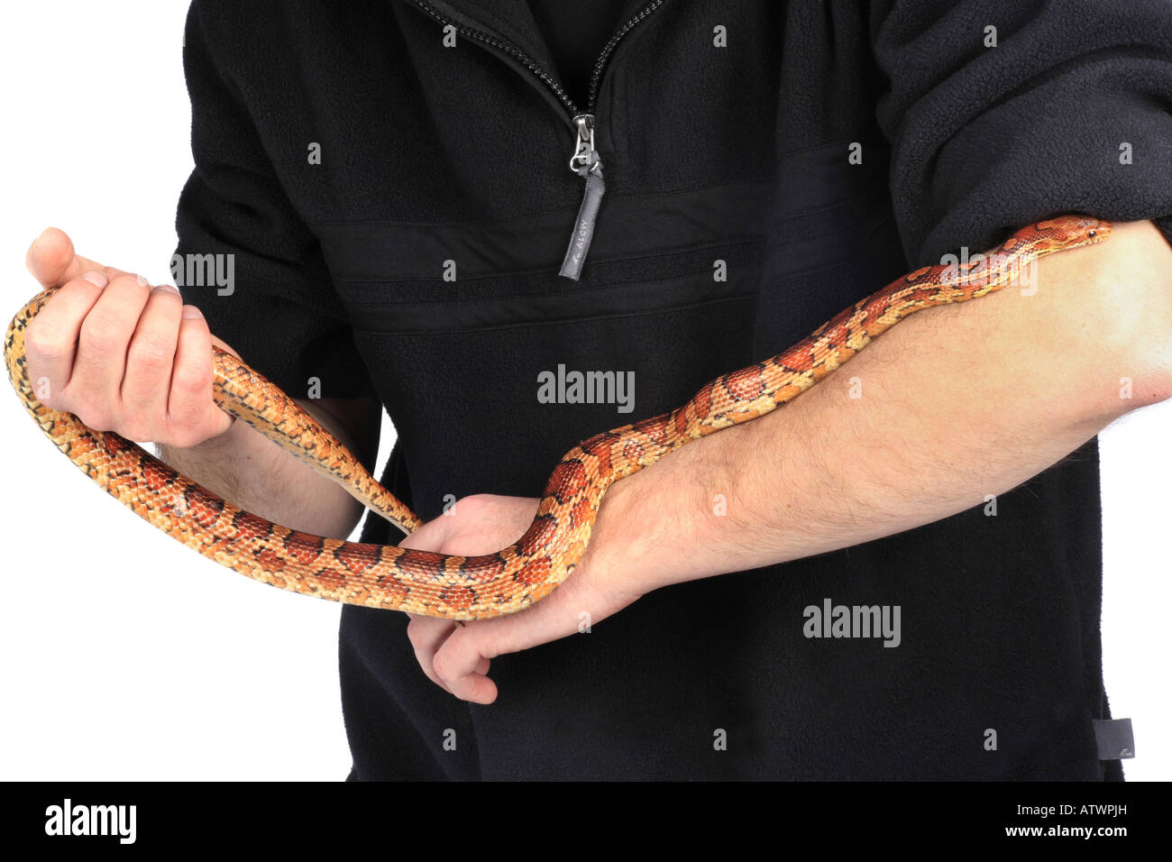 corn snake Elaphe guttata Stock Photo Alamy