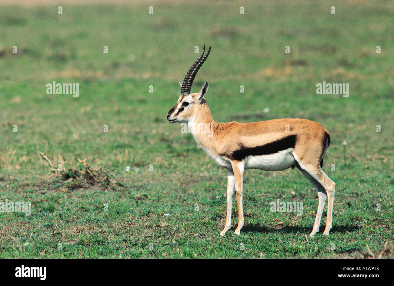 Male Thomson s Gazelle on open green grass plains Masai Mara National ...