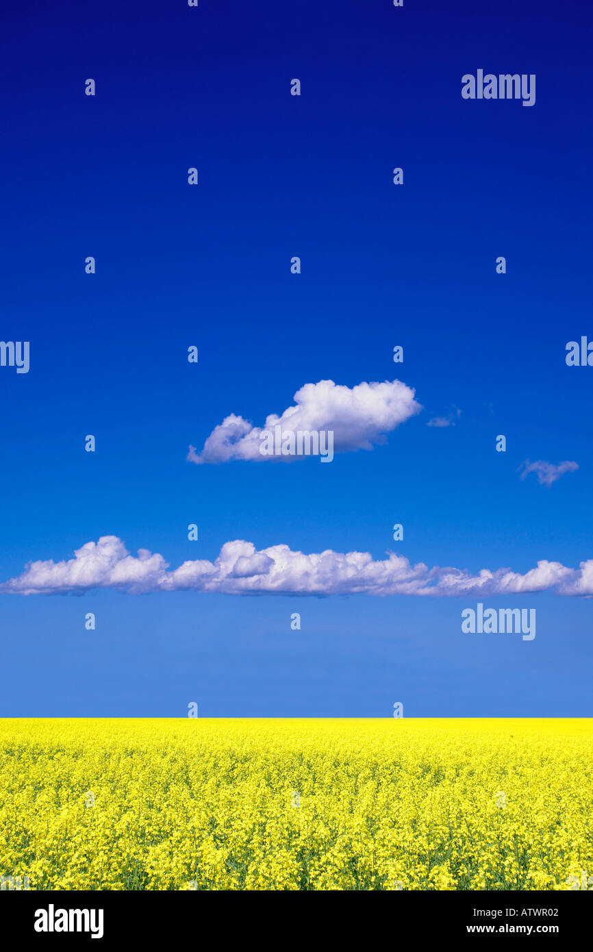 agriculture Stock Photo