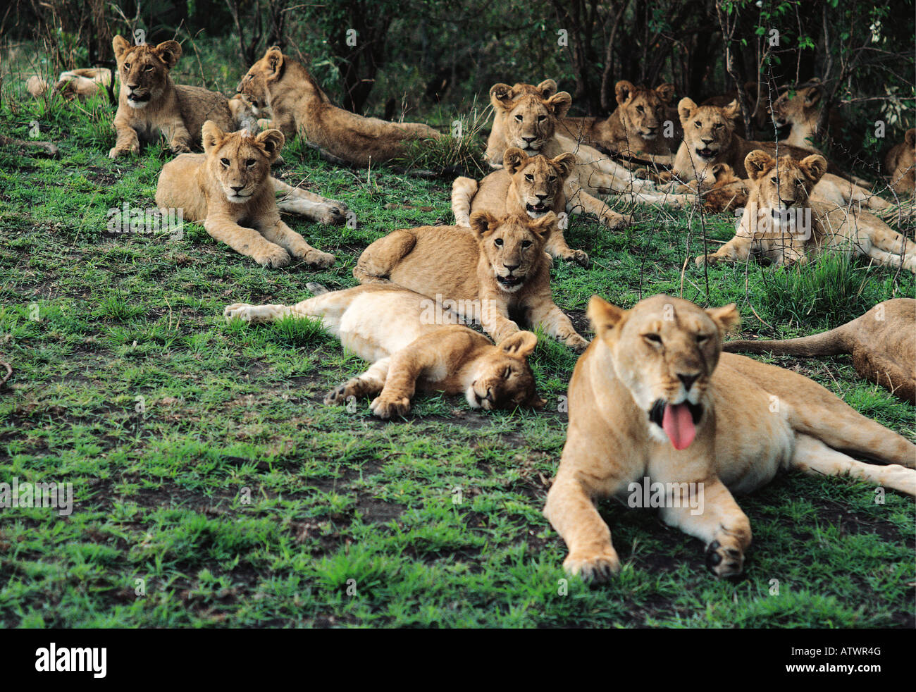 Large group of sixteen 16 lionesses and cubs lying down and relaxing in Masai Mara National Reserve Kenya East Africa Stock Photo