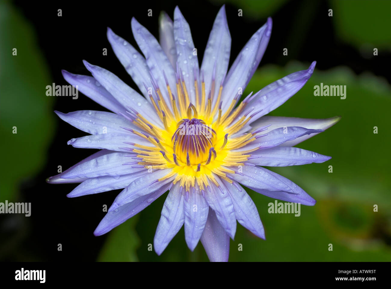 Close up of Water Lily flower, genus Nymphaea Stock Photo