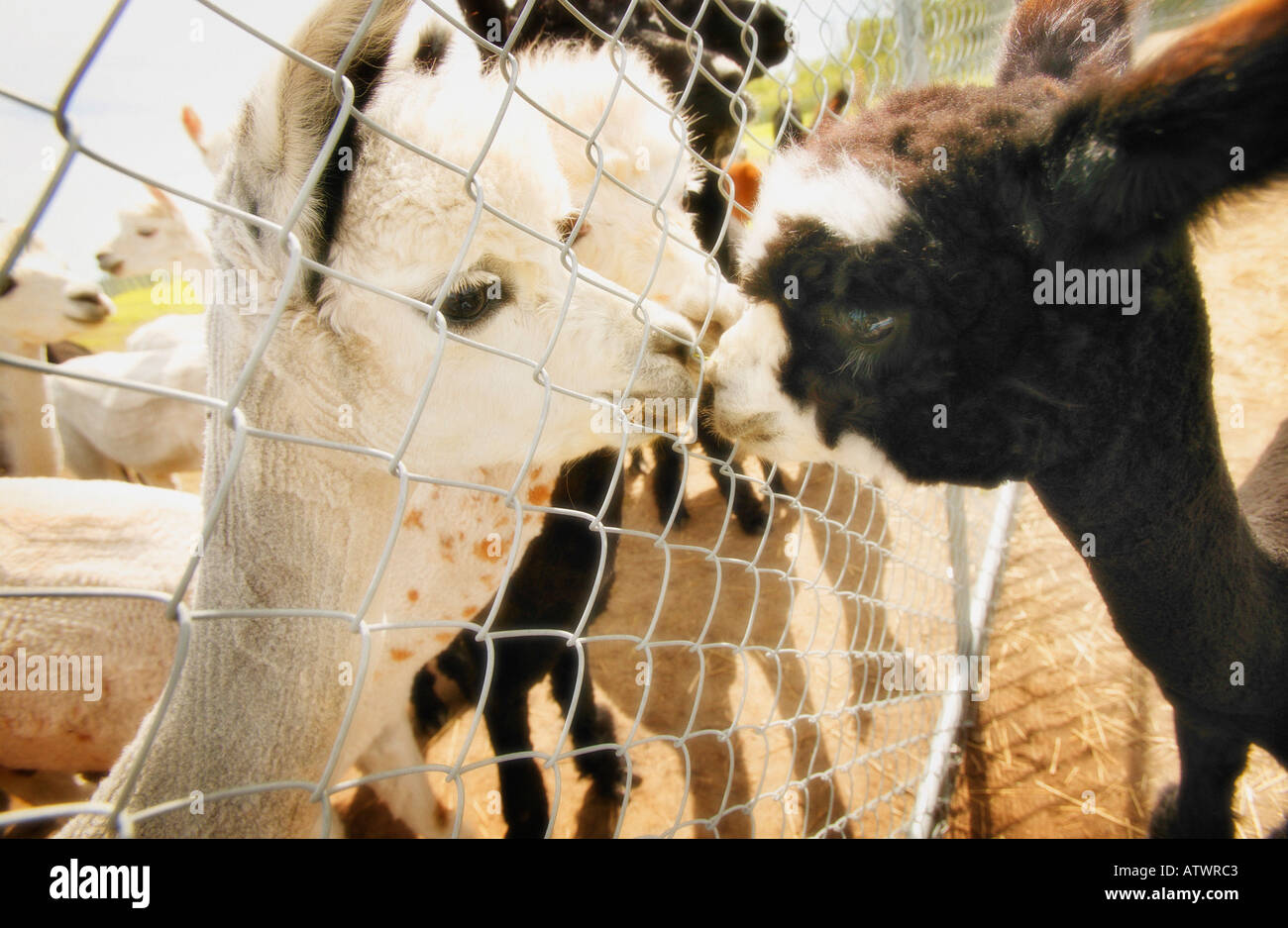 Meet the animals hi-res stock photography and images - Alamy