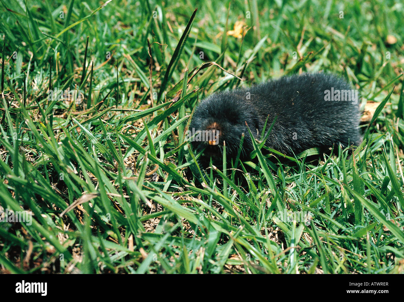 Kenya Mole Rat Tachyoryctes ibeanus Kenya East Africa Stock Photo