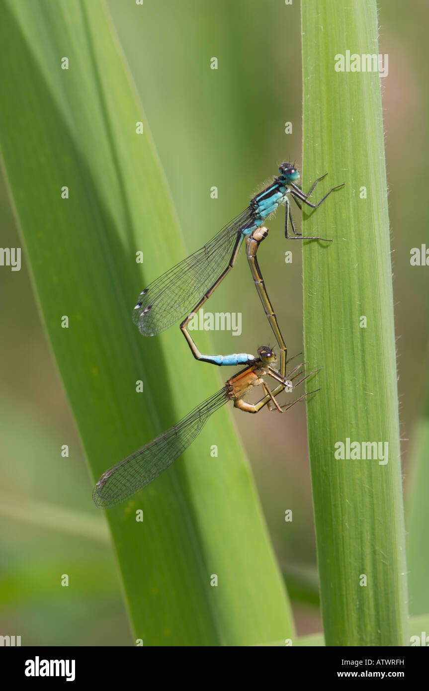 Blue tailed Damselfly or Common Ischnura Ischnura elegans pair mating ...