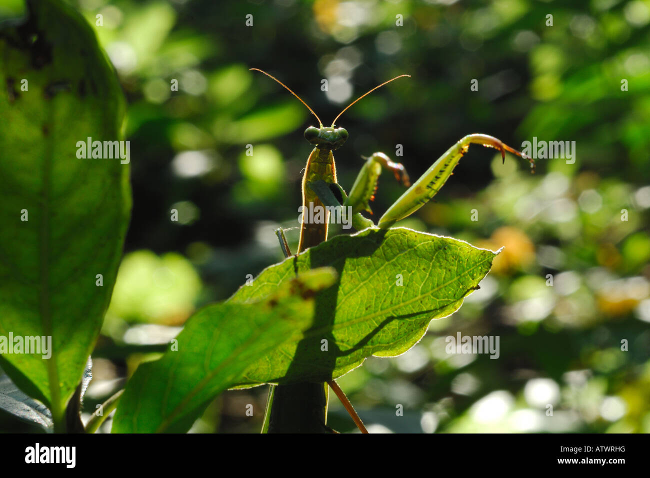 Mantis religiosa, mantide religiosa, insetti, mantoidei, Parco Valle del Lambro, Lombardia, Italia Stock Photo