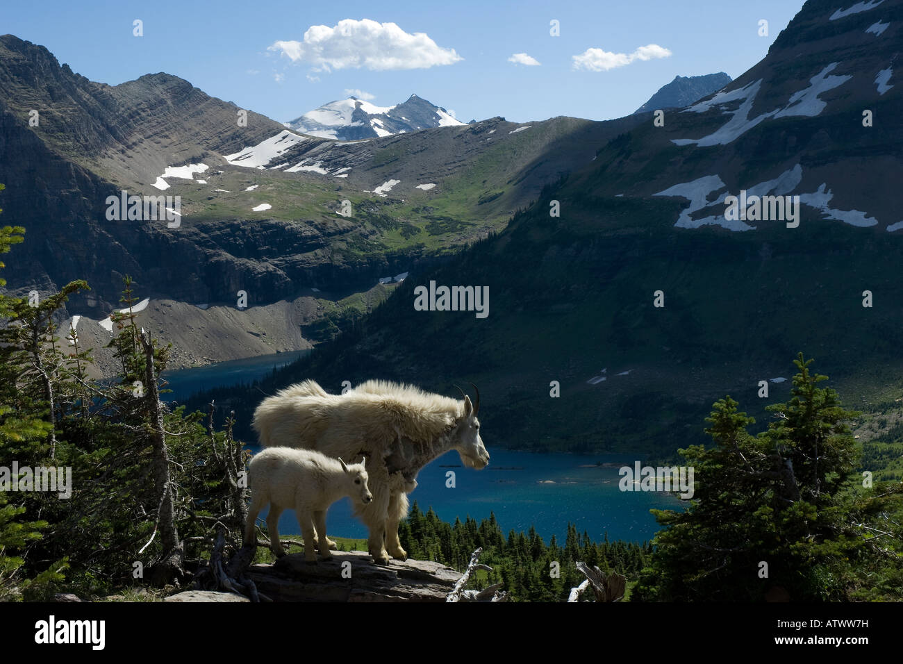 mountain goat chevre montagne Oreamnos americanos bovid capra montagna nevi bovidi mammals mammiferi Glacier national park Stock Photo