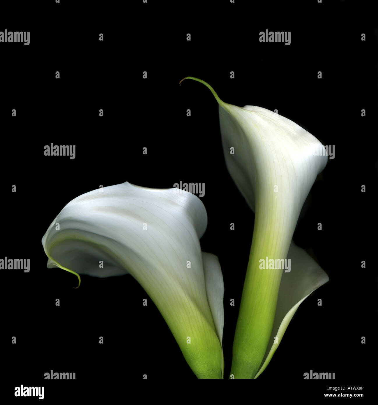 Two Calla Lilies against a dramatic square black background Stock Photo