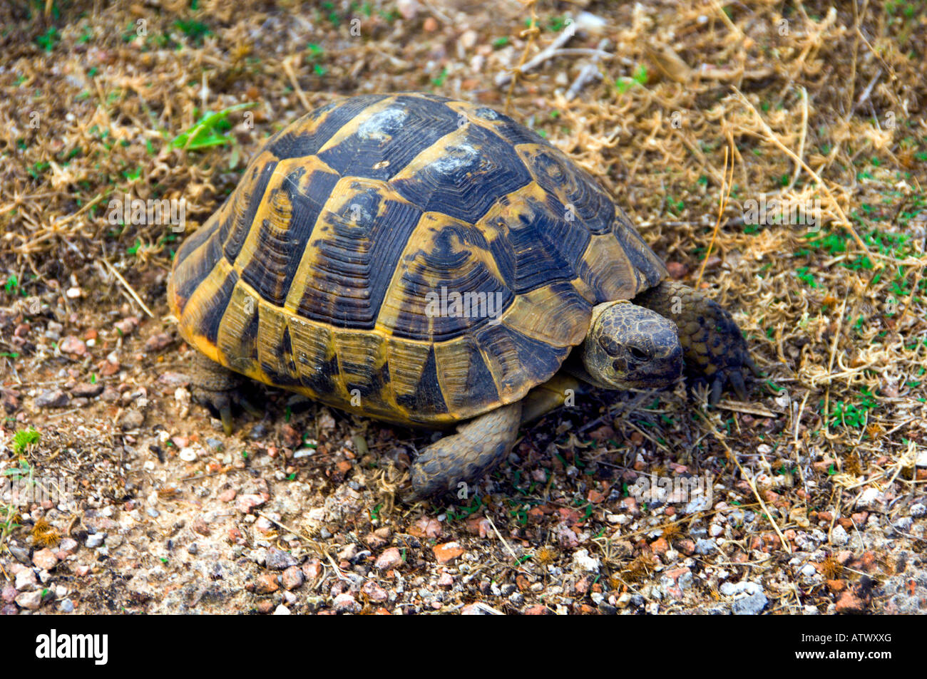 A large turtle exploring the ruins of ancient Phillipi Greece Stock Photo