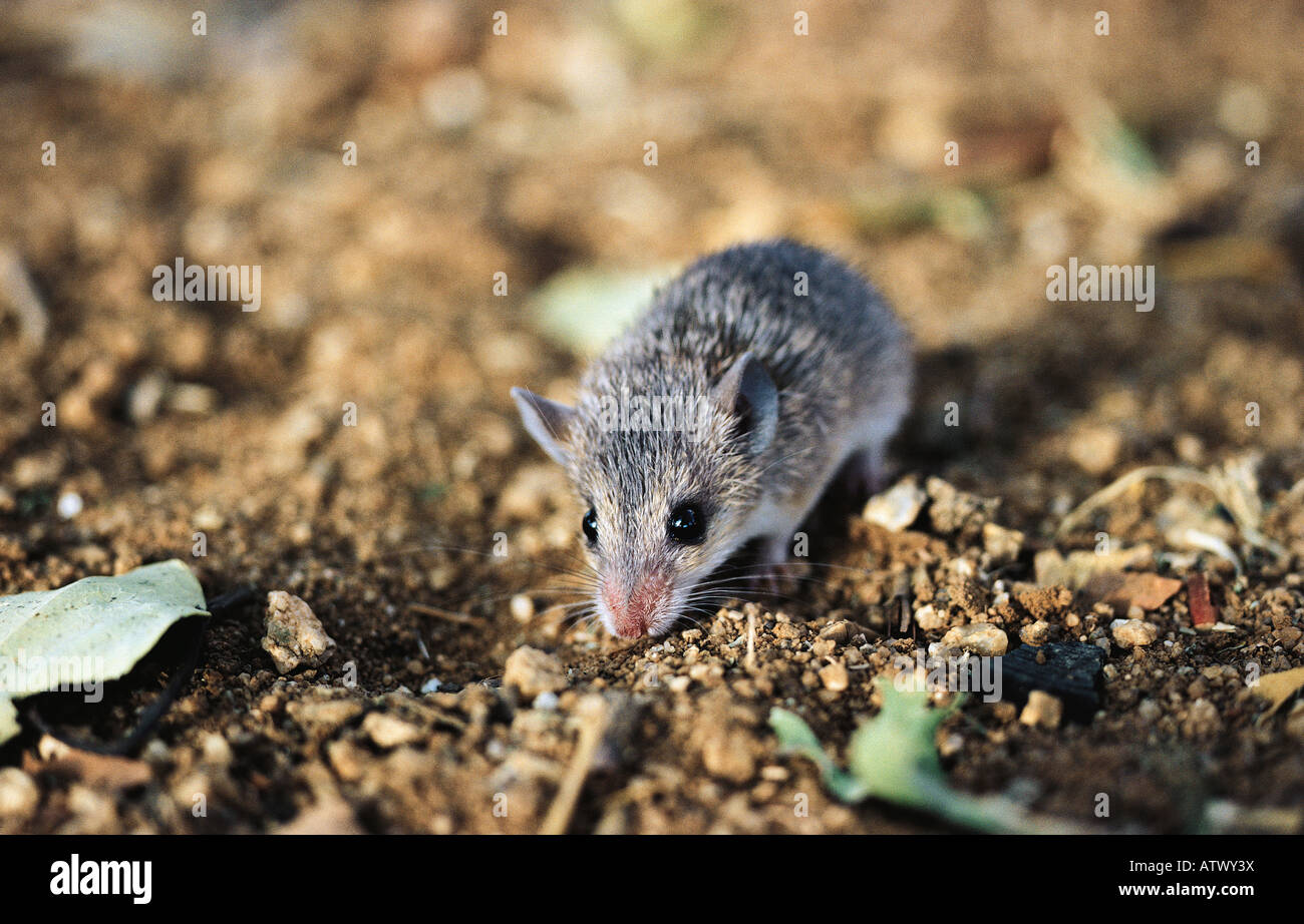 Wild grey African Mouse possibly a Dormouse Tukwell Valley Northern Kenya East Africa Stock Photo