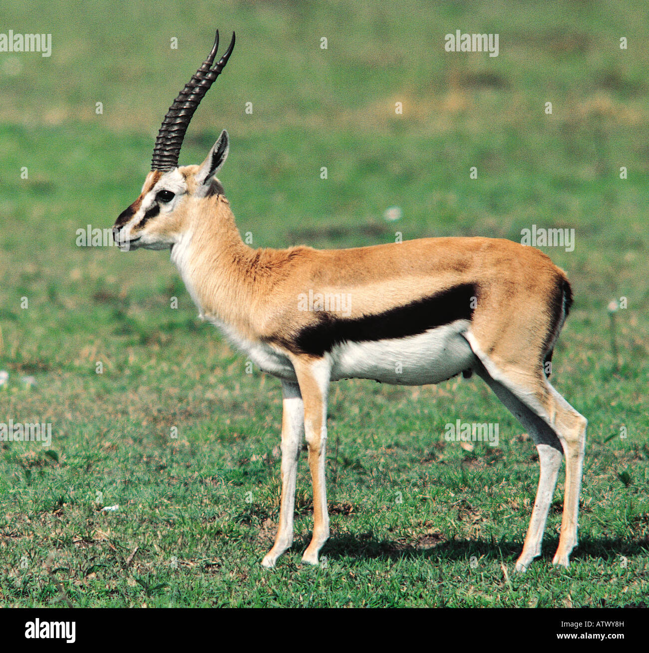 Male Thomson s Gazelle on open green grass plains Masai Mara National ...