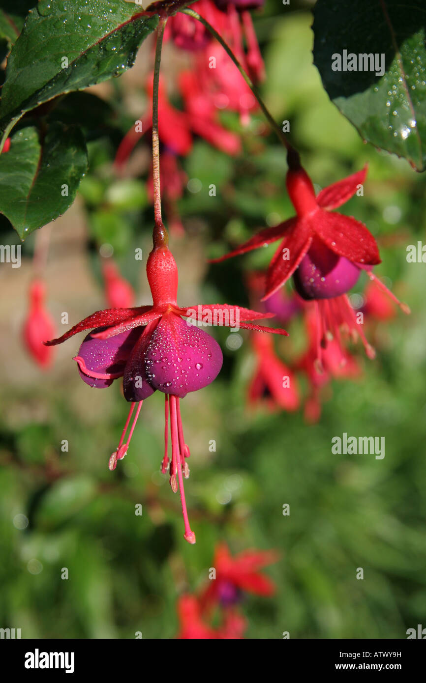 Pretty fuchsia blooms hanging from green bush Stock Photo Alamy