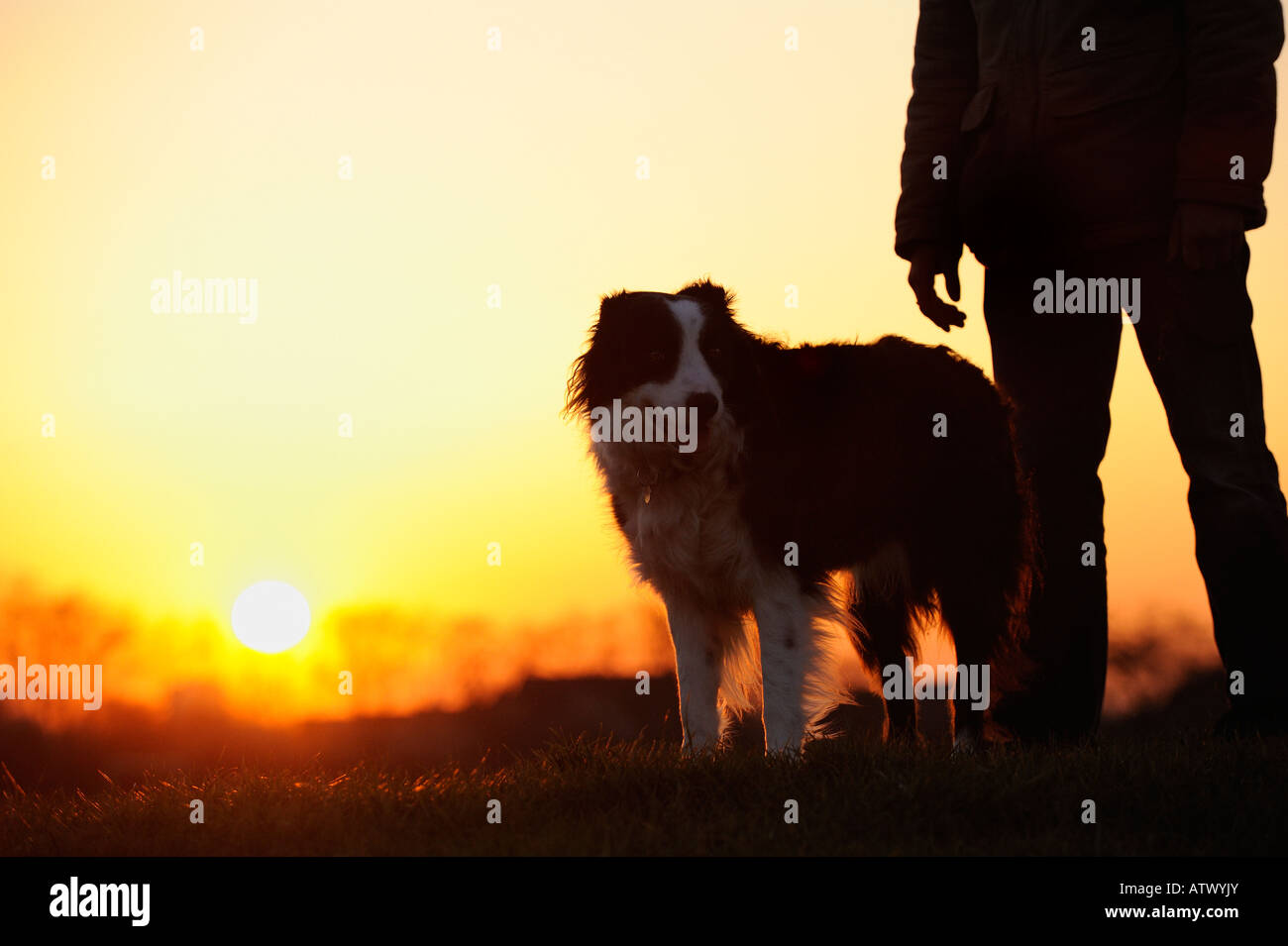 Border Collie with its owner at sunset. Stock Photo