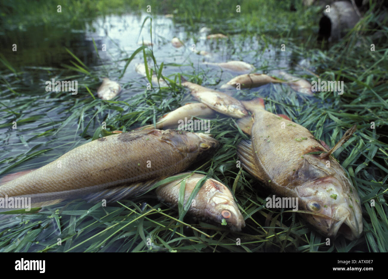 Fish killed following accident at sewage treatment works near Defford Bridge Worcestershire England Stock Photo