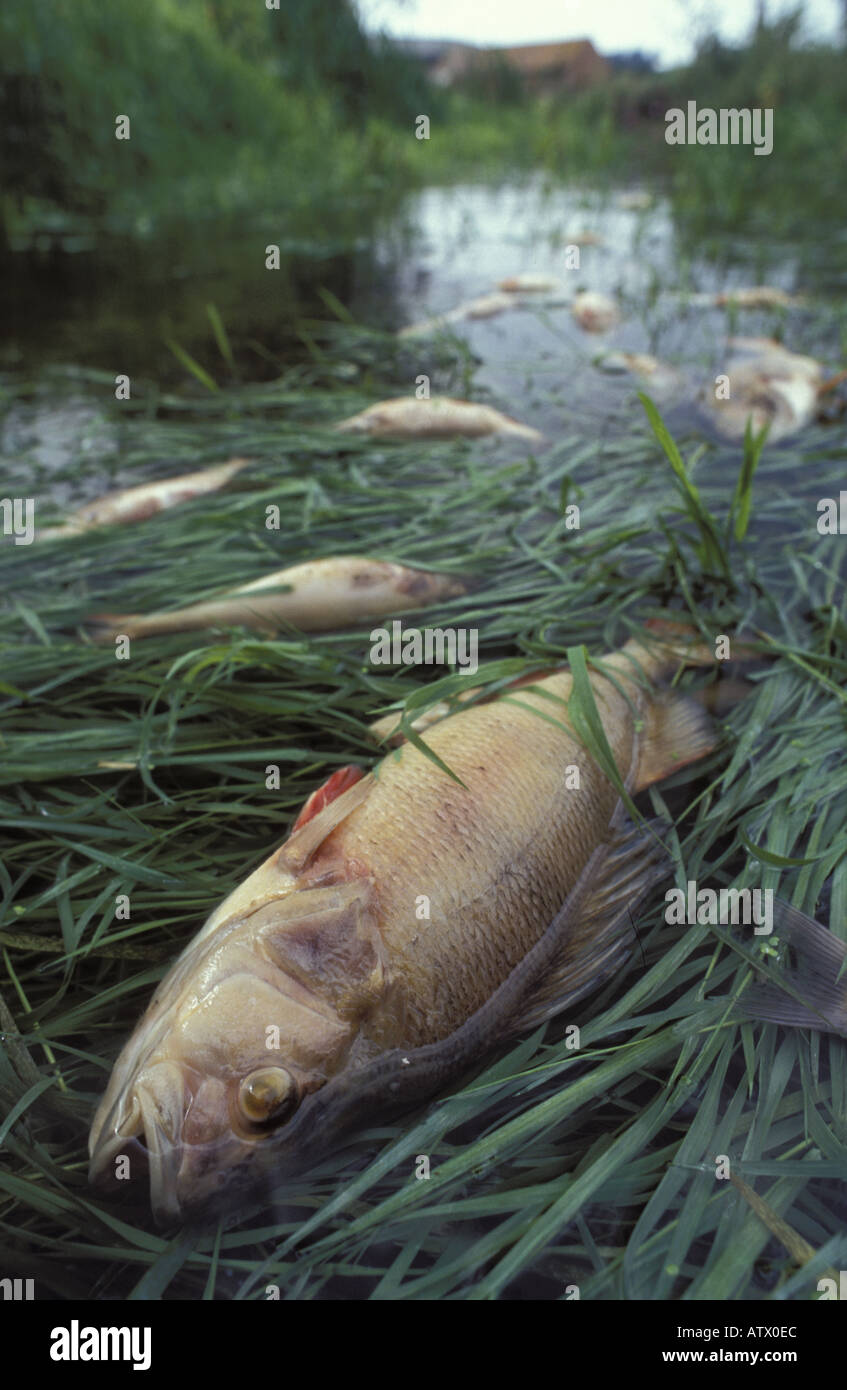 Fish killed following accident at sewage treatment works near Defford Bridge Worcestershire England Stock Photo