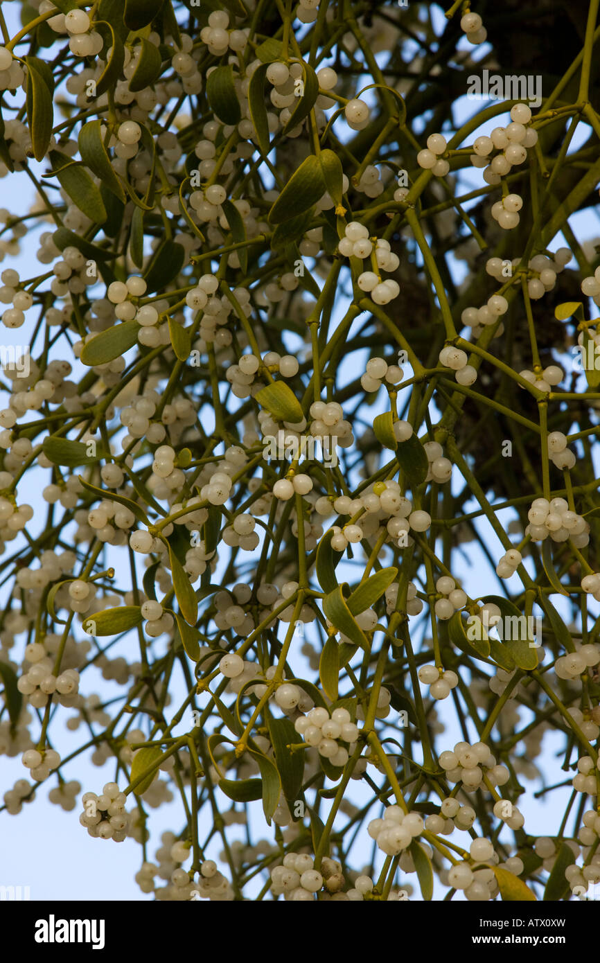 Mistletoe Viscum album parasitic plant on trees With berries Stock Photo