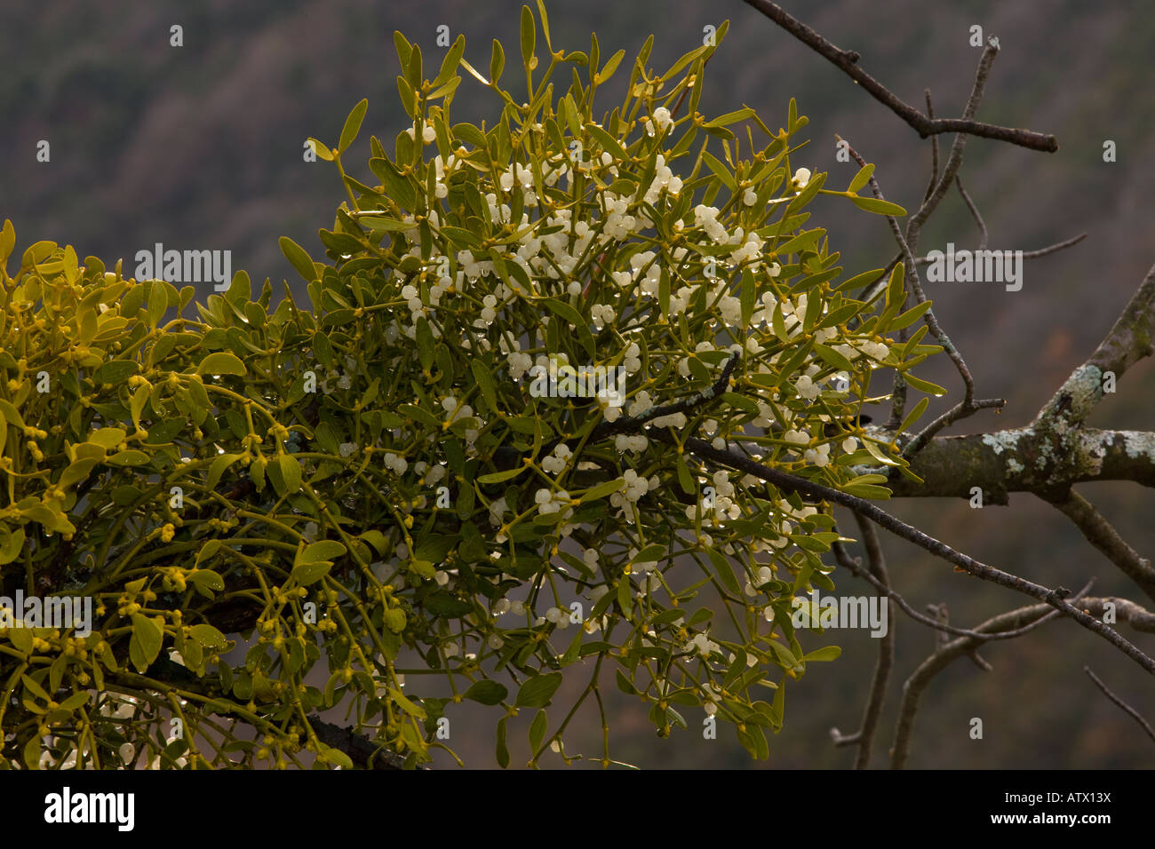 Mistletoe Viscum album parasitic plant on trees With berries Stock Photo