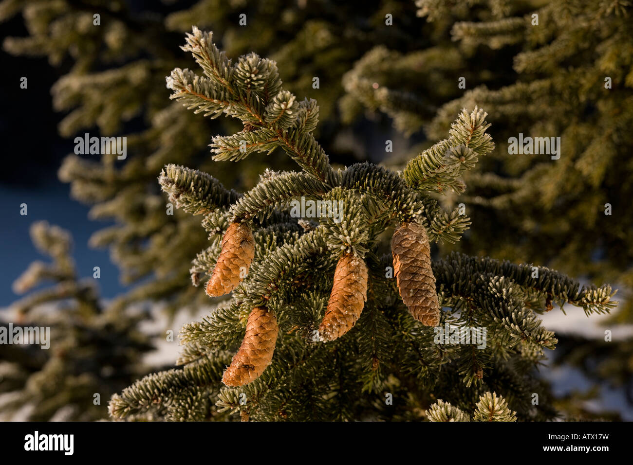 Norway Spruce, Picea abies, in winter with cones; Christmas tree. Jura Mountains East France Stock Photo