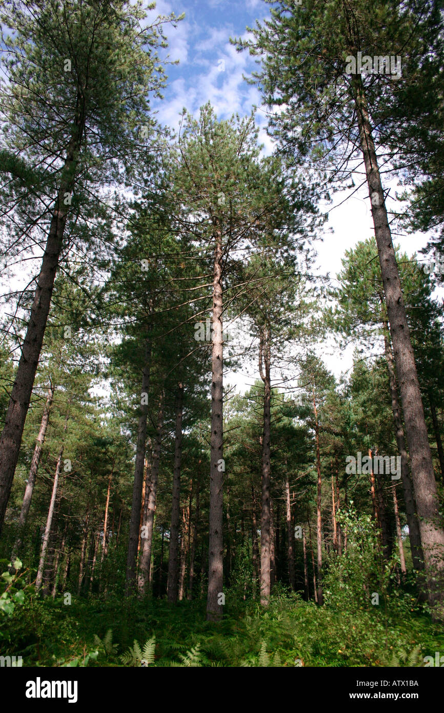Towering green forest hi-res stock photography and images - Alamy