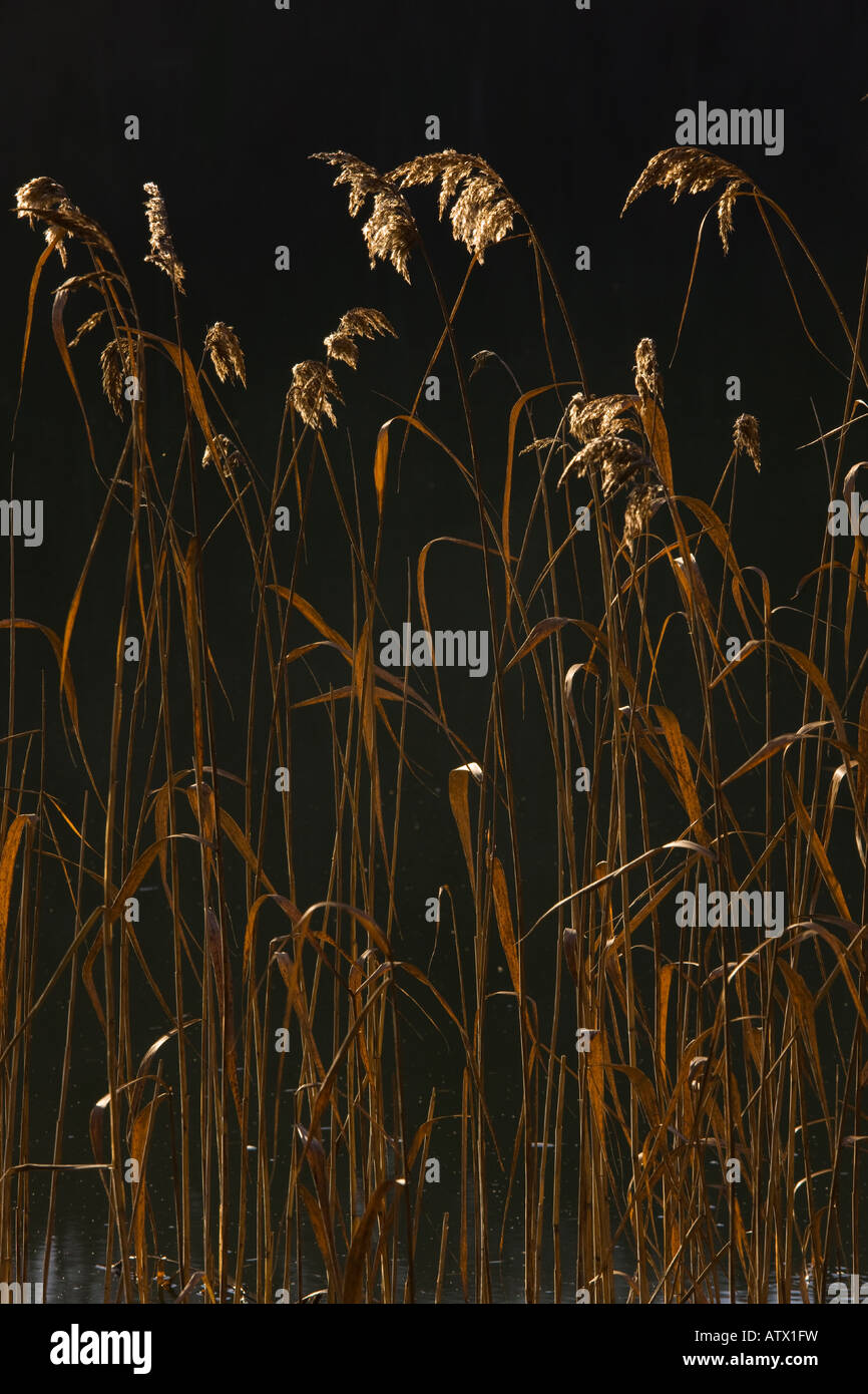 Common reeds Phragmites australis in winter against the light Stock Photo
