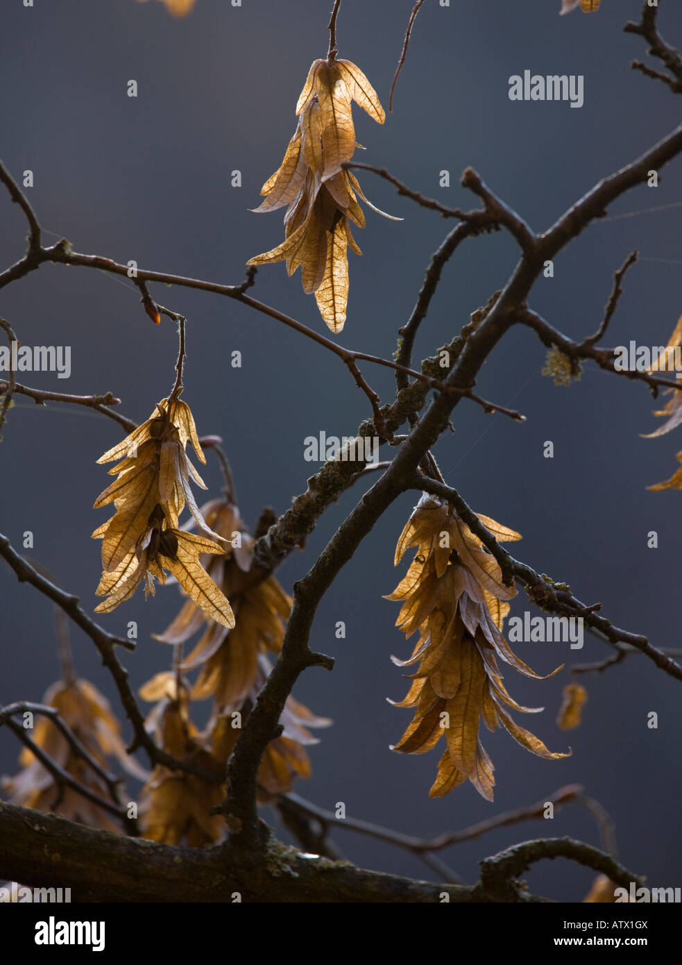 Fruits of hornbeam Carpinus betulus in winter Stock Photo