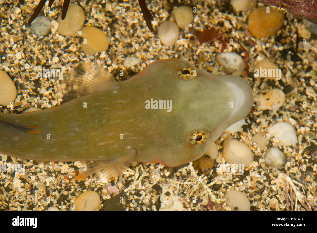 Connemara Clingfish (Lepadogaster candollei) close-up Stock Photo