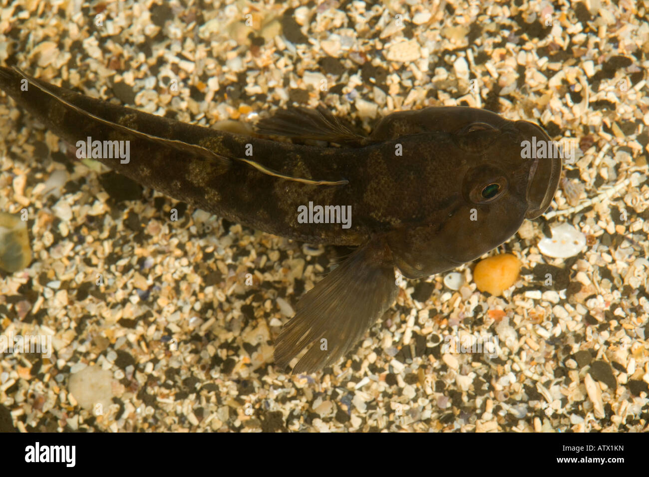 Rock Goby, Gobius paganellus, in rock pool Common and variable rock pool and intertidal fish Dorset Stock Photo