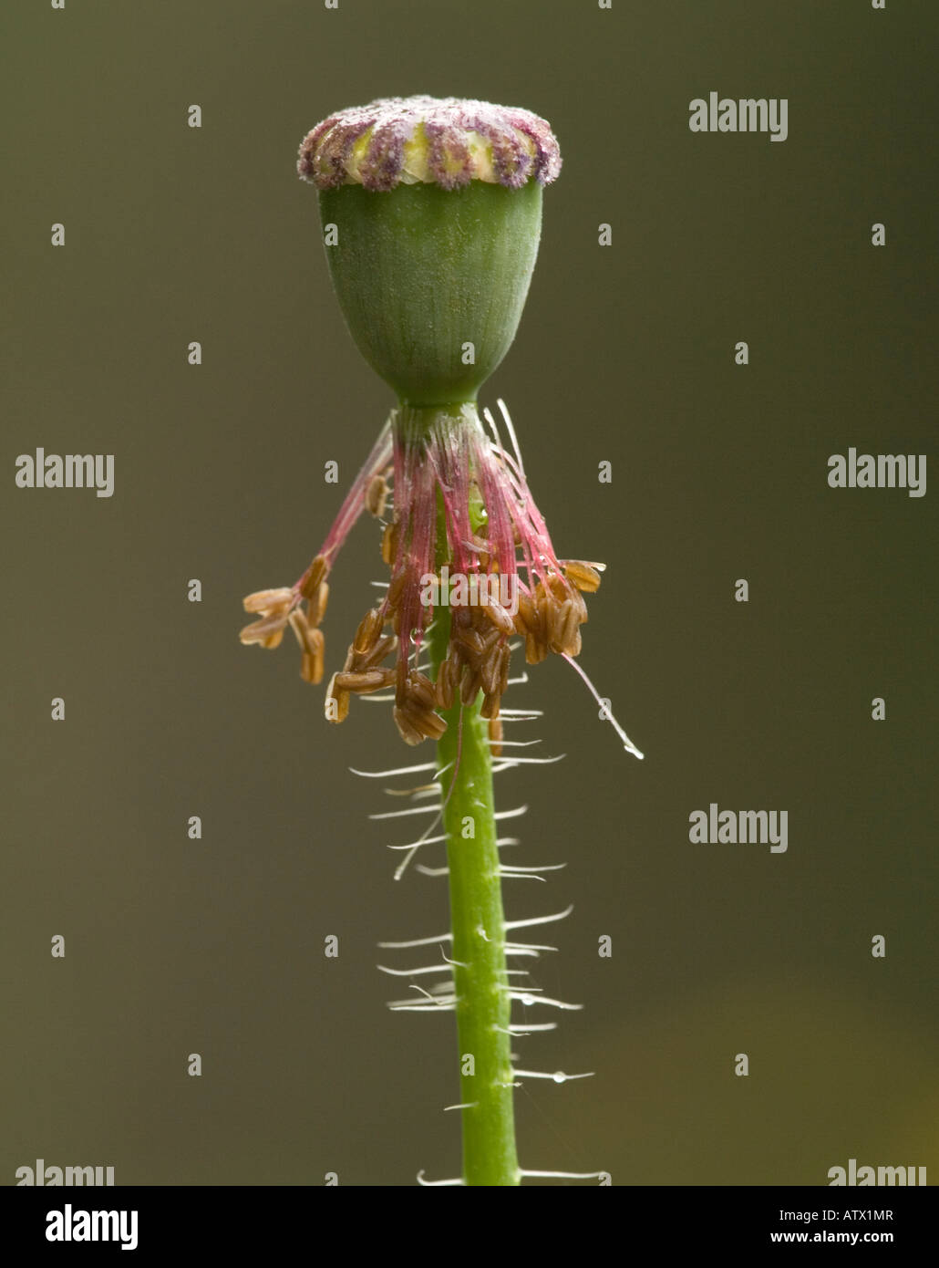 Field Poppy (Papaver rhoeas) seed pod, close-up Stock Photo - Alamy