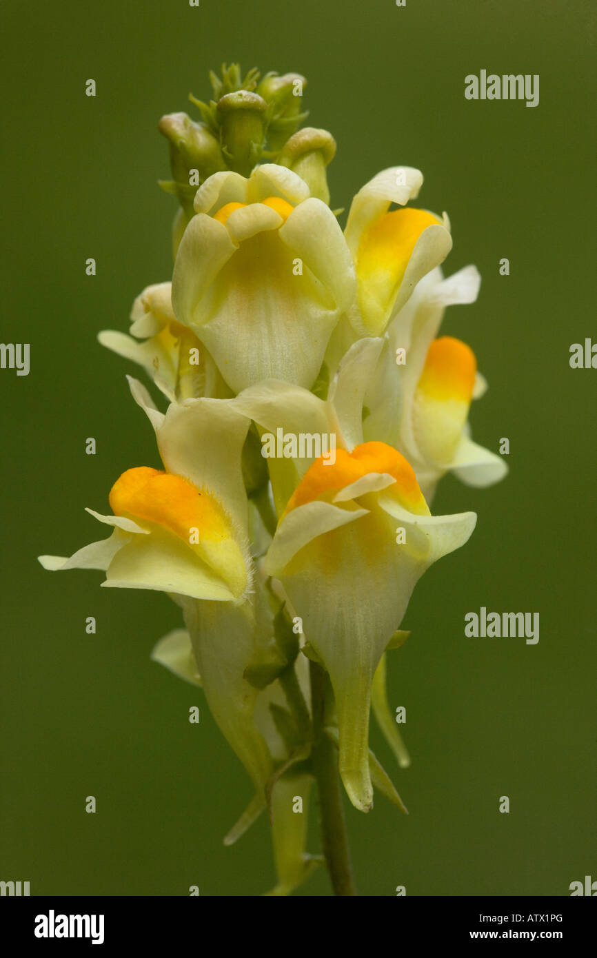 Common Toadflax, Linaria vulgaris in flower Stock Photo