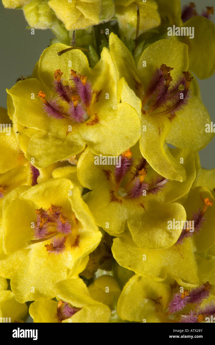 Dark Mullein, Verbascum nigrum, in flower with distinctive violet filament hairs Stock Photo