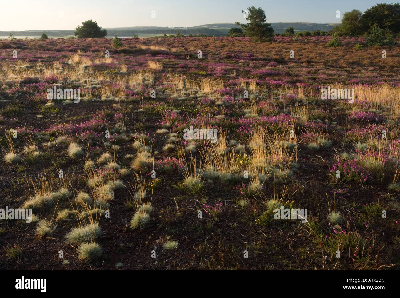 Arne Nature Reserve High Resolution Stock Photography and Images - Alamy