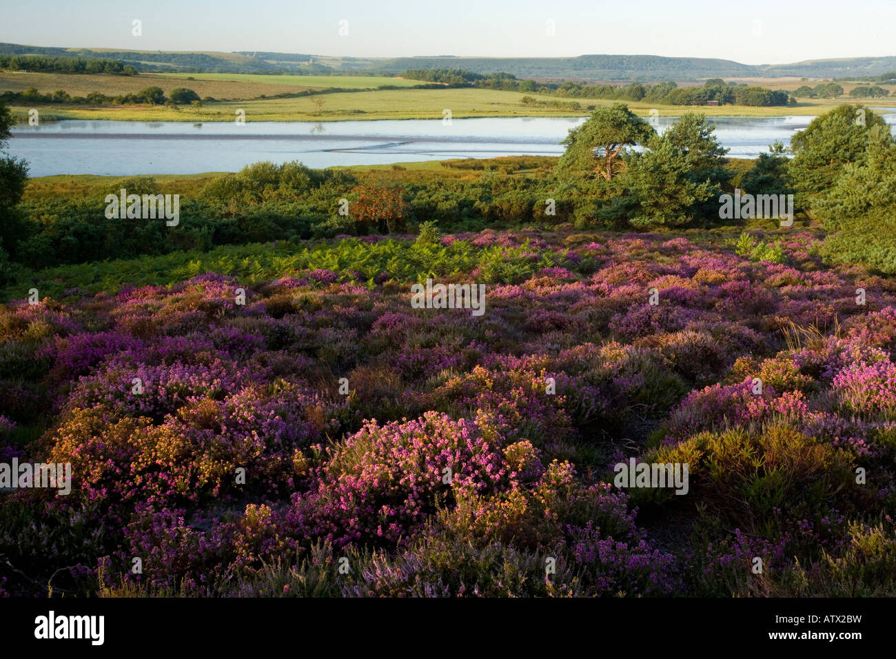 Heathland in full flower at Arne, Purbeck next to Poole Harbour, Dorset, England UK Stock Photo