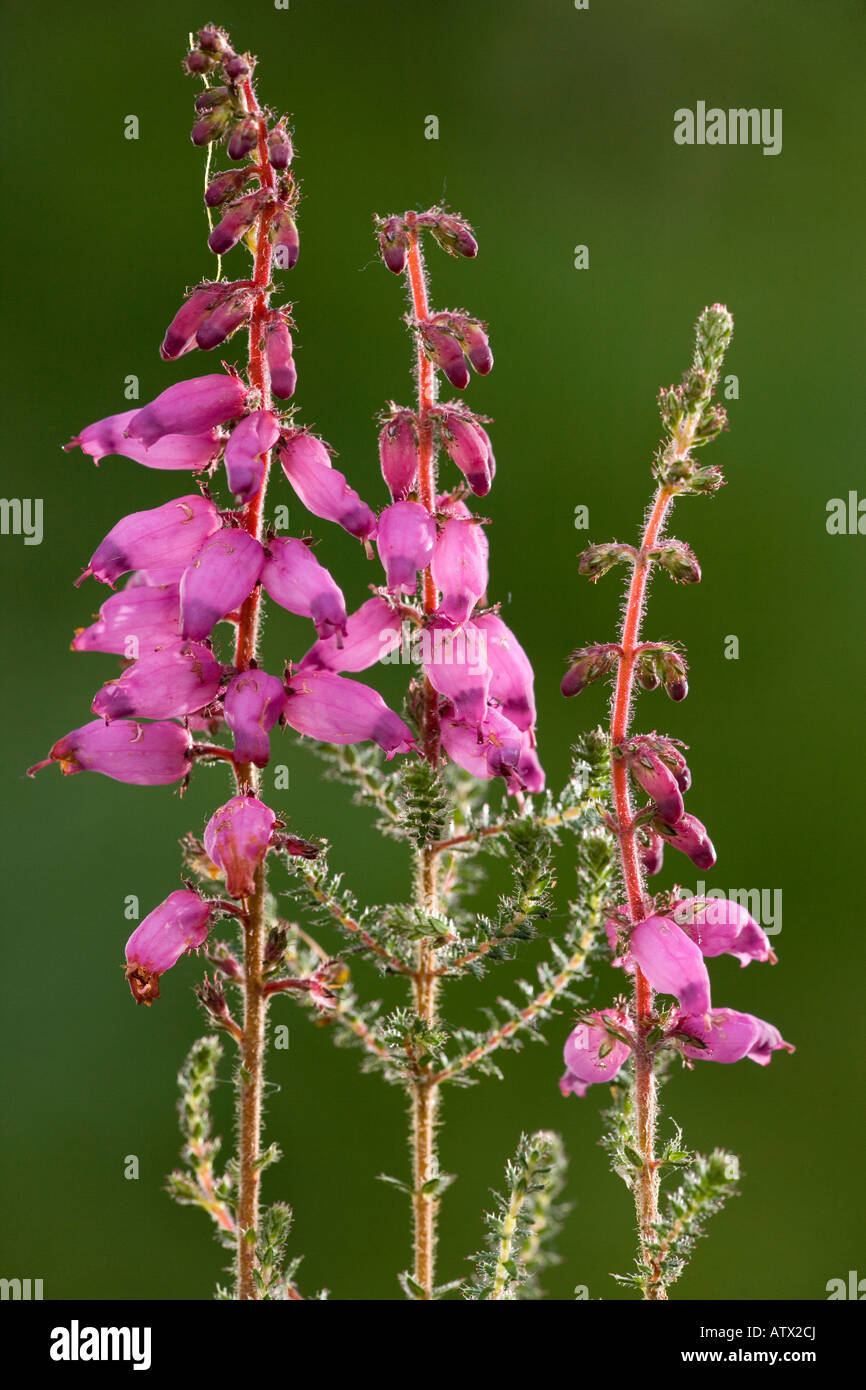 Dorset Heath, Erica ciliaris, very rare plant in UK Stock Photo