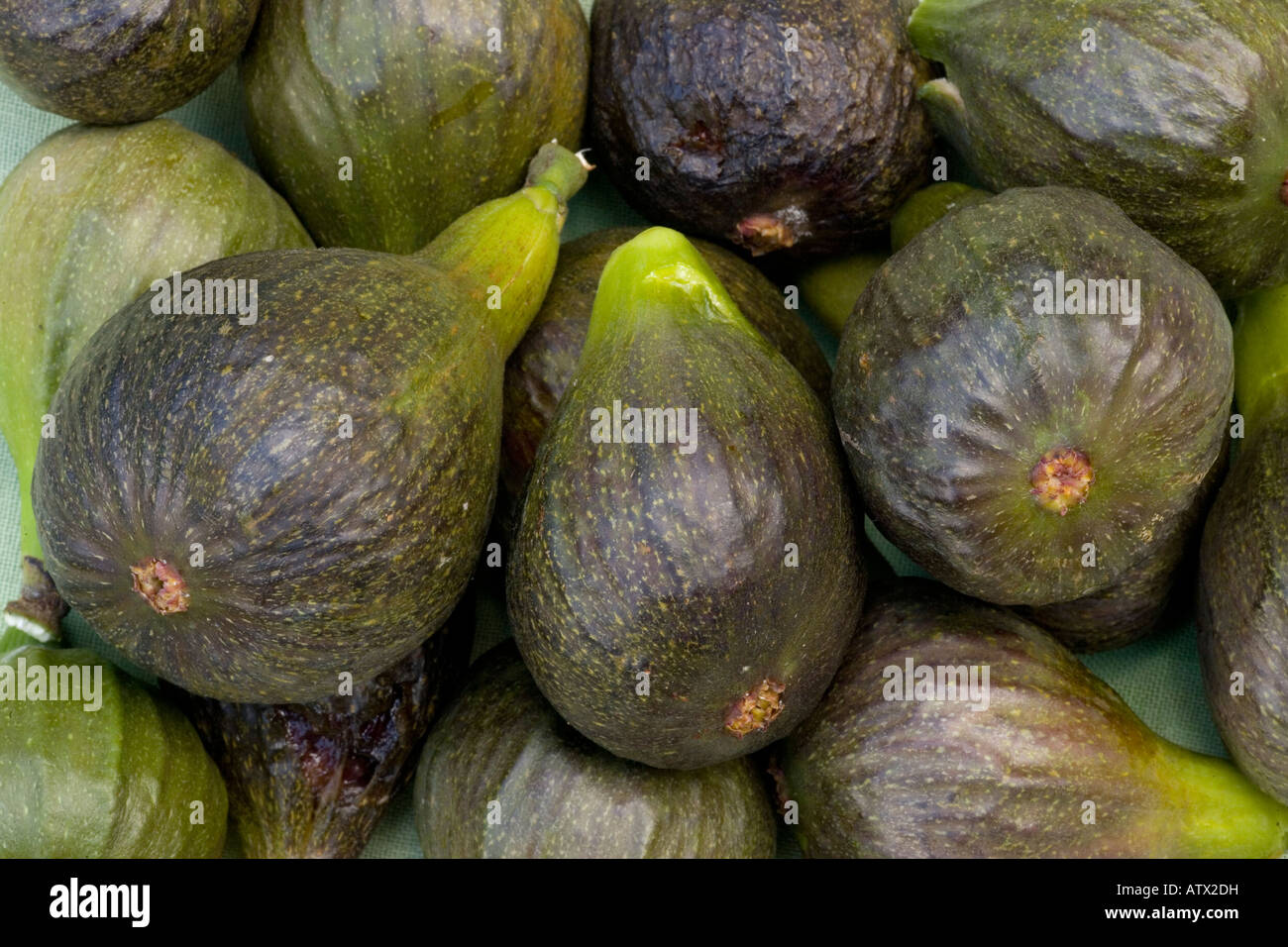 Organic figs Ficus carica grown and picked in Dorset summer 2007 Stock Photo